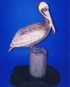 Pelican Pete - 2008
